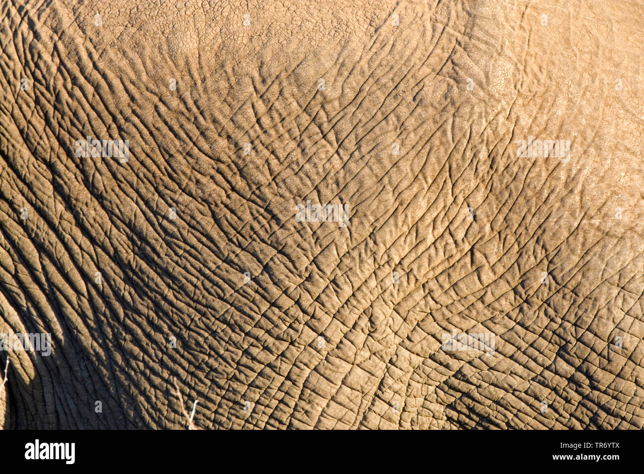 Afrikanischer Elefant (Loxodonta africana), faltige Haut, Südafrika, Krüger National Park Stockfoto