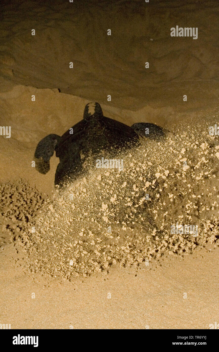 Grüne Schildkröte, rock Schildkröte, Fleisch Schildkröte, Atlantische Suppenschildkröte (Chelonia mydas), diggign ein Loch für die Eier, Christi Himmelfahrt Stockfoto