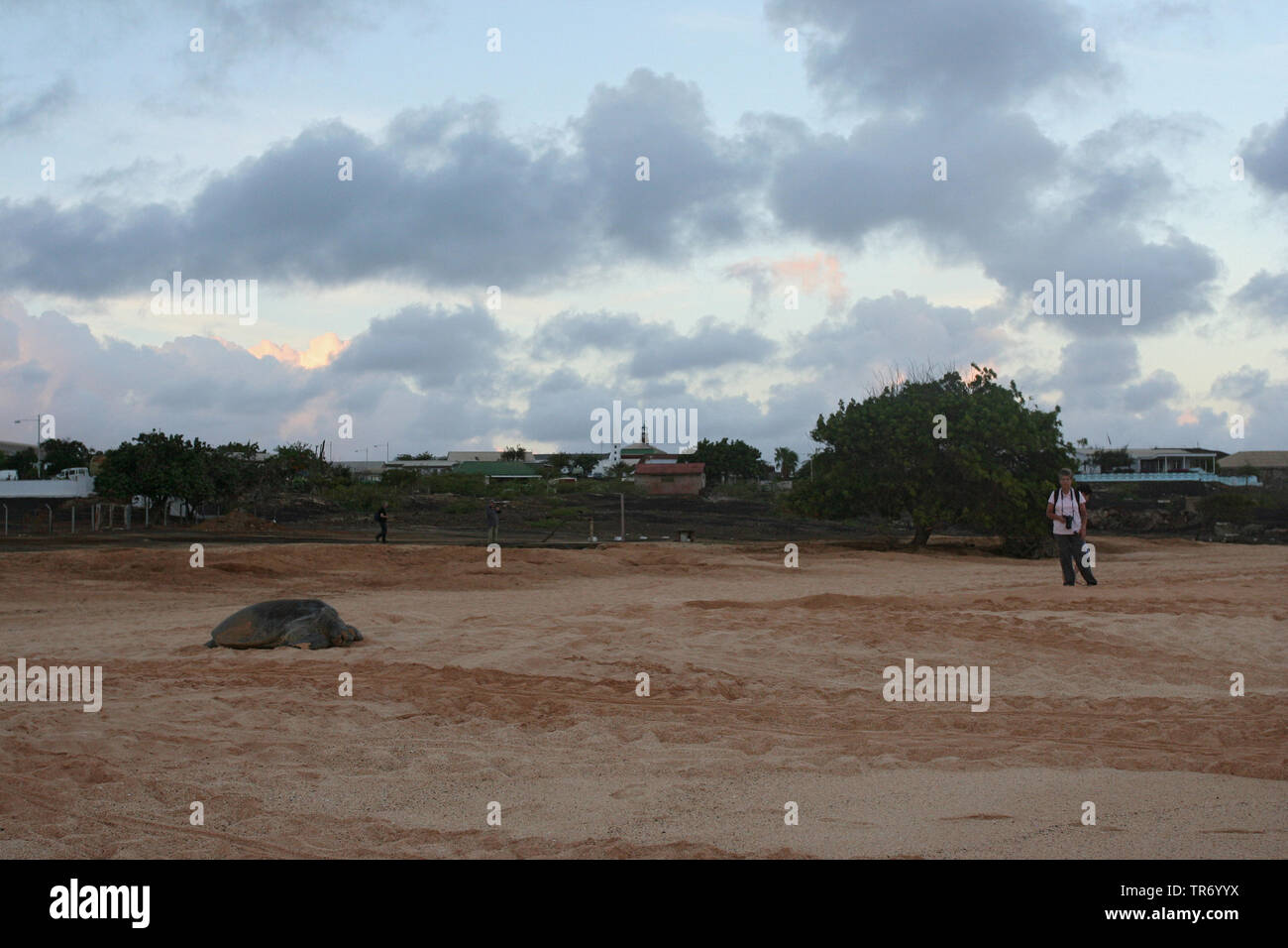 Grüne Schildkröte, rock Schildkröte, Fleisch Schildkröte, Atlantische Suppenschildkröte (Chelonia mydas), Turtle am Strand mit Fotograf, Christi Himmelfahrt Stockfoto
