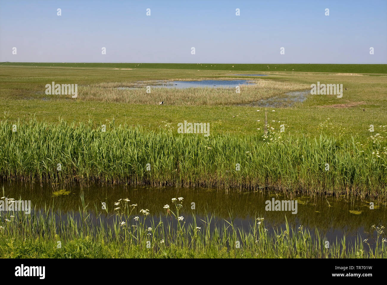 Bantpolder im Sommer, Niederlande, Friesland Lauwersmeer Stockfoto