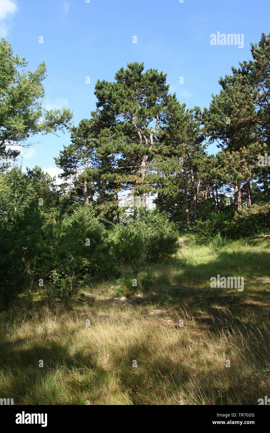 Schottische Kiefer, Kiefer (Pinus sylvestris), küstennahen Pinienwäldern Niederlande, Niederlande Stockfoto