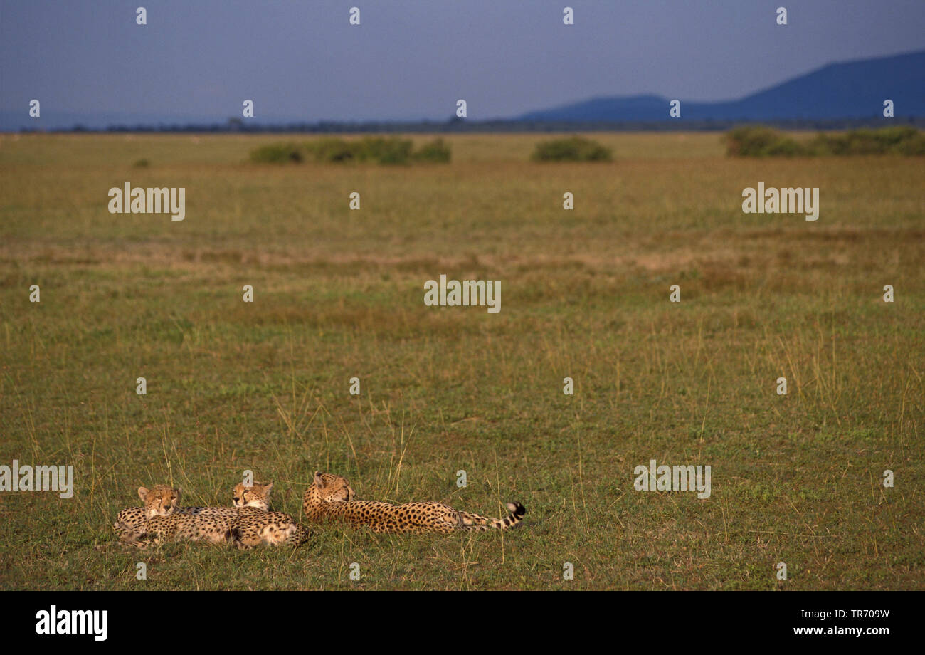 Gepard (Acinonyx jubatus), Weibchen mit zwei junge Tiere, Kenia, Masai Mara National Park Stockfoto