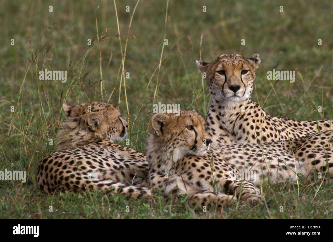 Gepard (Acinonyx jubatus), Weibchen mit zwei junge Tiere, Kenia, Masai Mara National Park Stockfoto