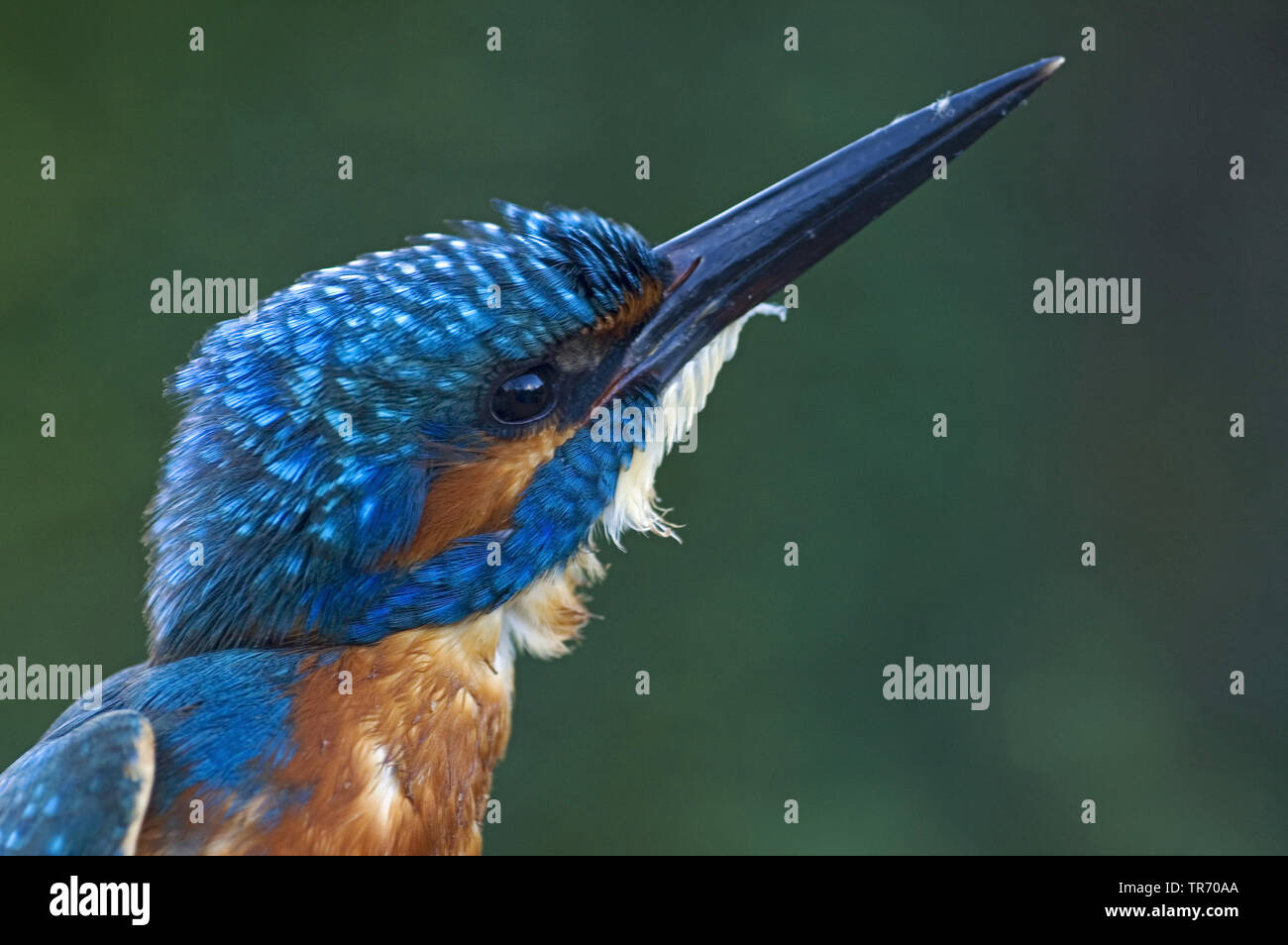 Fluss-Eisvogel (Alcedo Atthis), Porträt, Niederlande Stockfoto