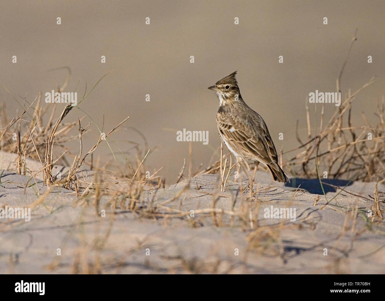 Crested Lark (Galerida cristata), Spanien, Tarifa Stockfoto