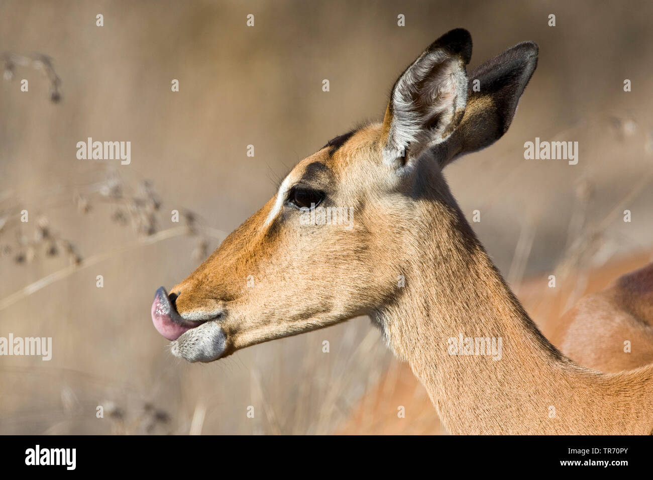 Impala (Aepyceros melampus), lecken die Nase, Südafrika, Krüger National Park Stockfoto