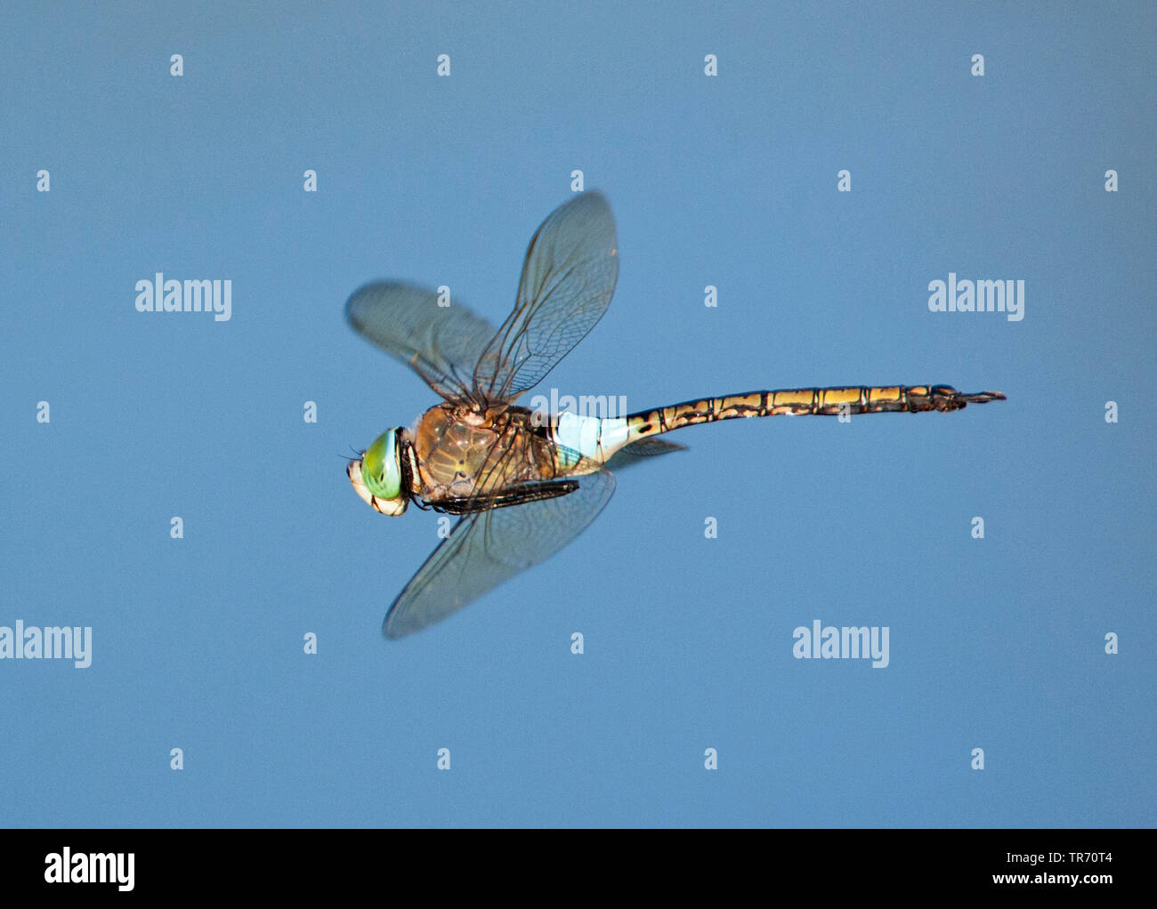 Weniger emperor Dragonfly (Anax parthenope), Fliegende, Rumänien Stockfoto