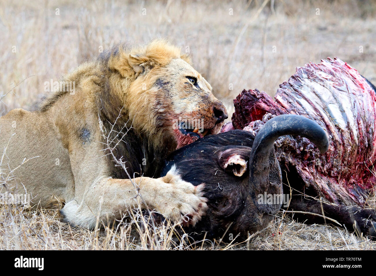 Löwe (Panthera leo), essen die Beute, Südafrika, Krüger National Park Stockfoto