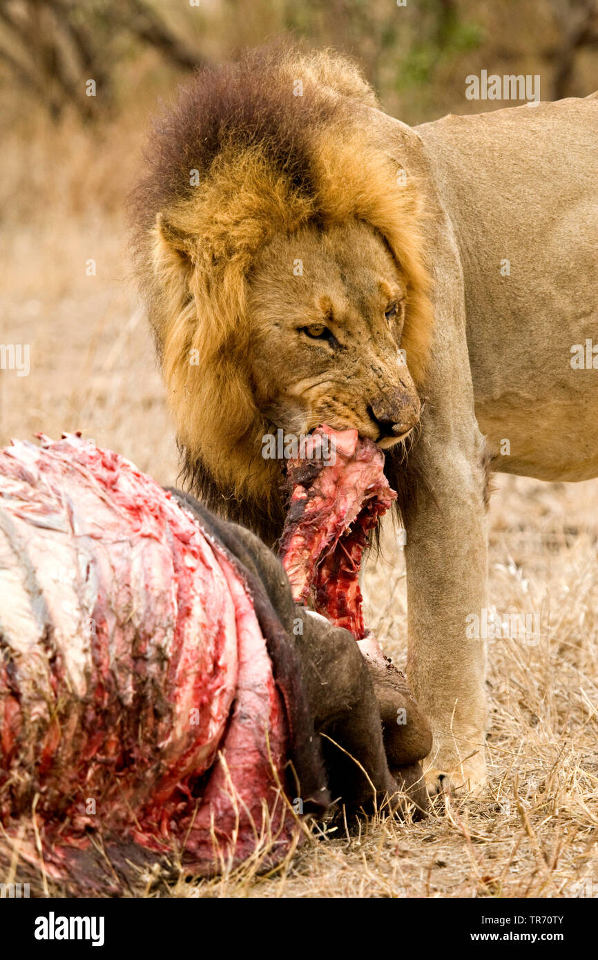 Löwe (Panthera leo), essen die Beute, Südafrika, Krüger National Park Stockfoto