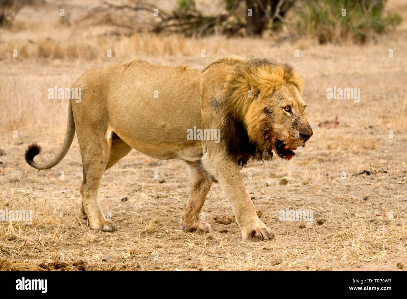 Löwe (Panthera leo), zu Fuß durch die Savanne, Südafrika, Krüger National Park Stockfoto