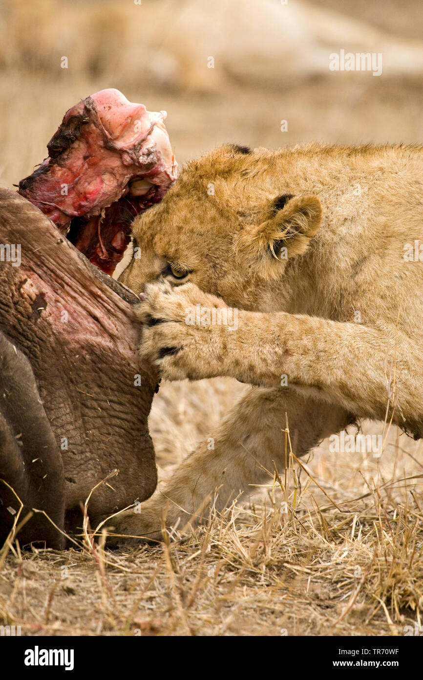 Löwe (Panthera leo), junge Löwen fressen eine Leiche, Südafrika, Krüger National Park Stockfoto