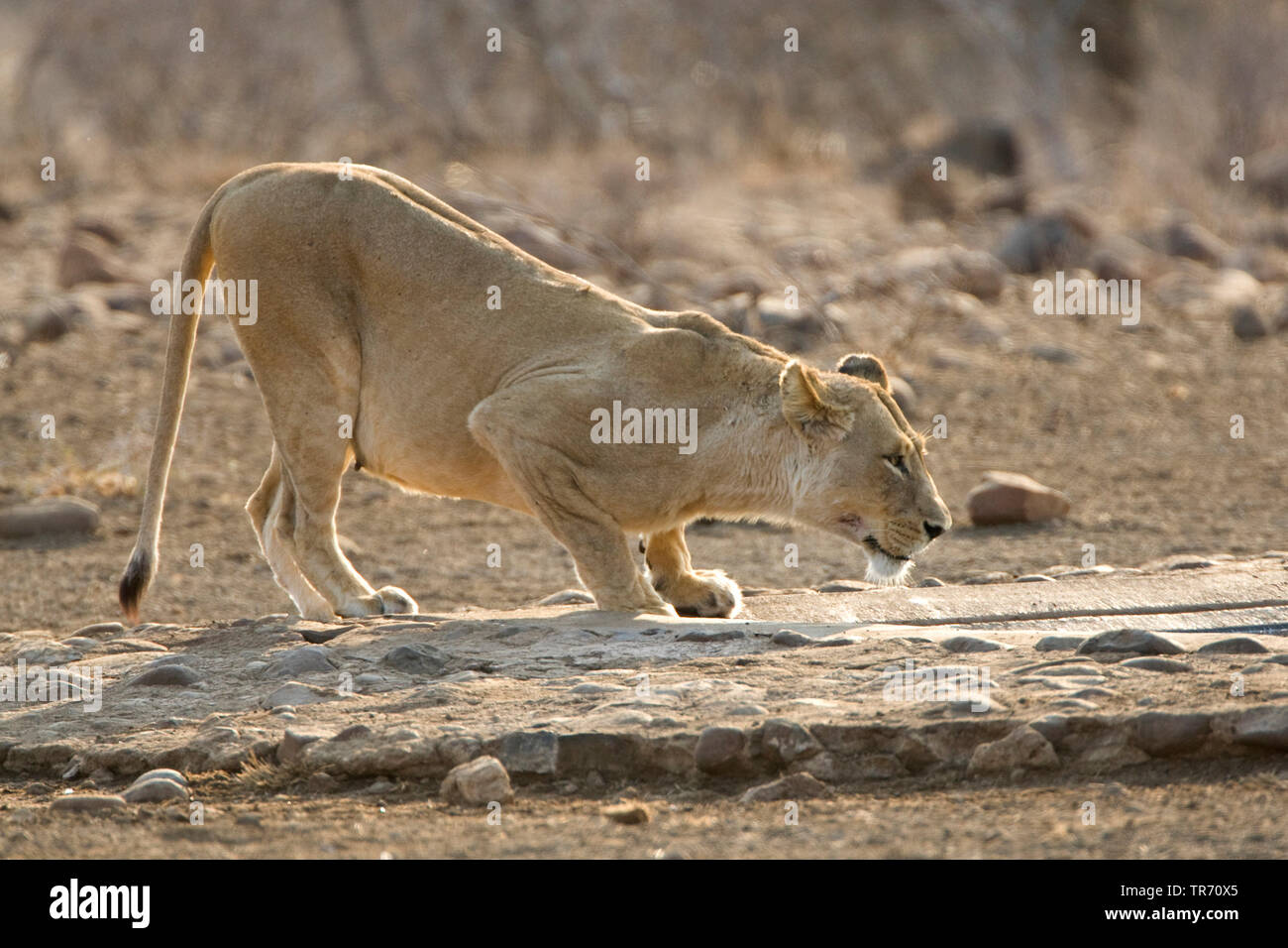 Löwe (Panthera leo), löwin an hte Wasser legen, Südafrika, Krüger National Park Stockfoto
