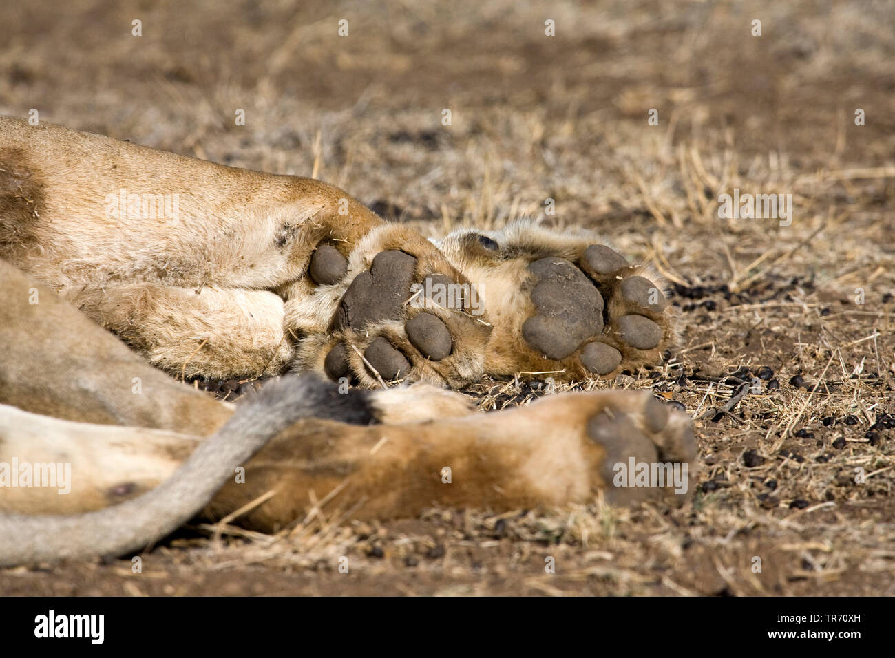 Löwe (Panthera leo), Pfoten, Südafrika, Krüger National Park Stockfoto