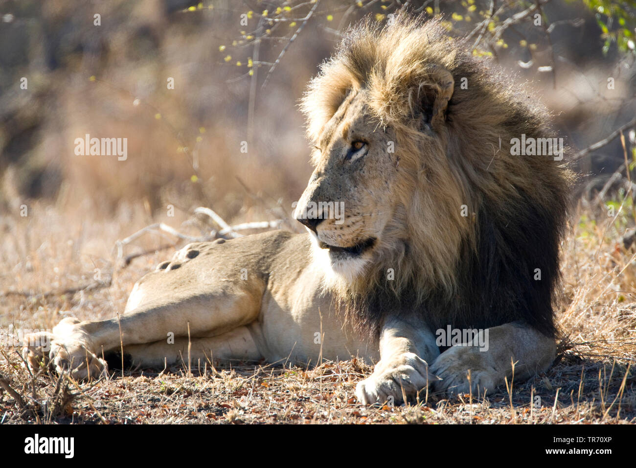 Löwe (Panthera leo), liegen in der Savanne, Südafrika, Krüger National Park Stockfoto