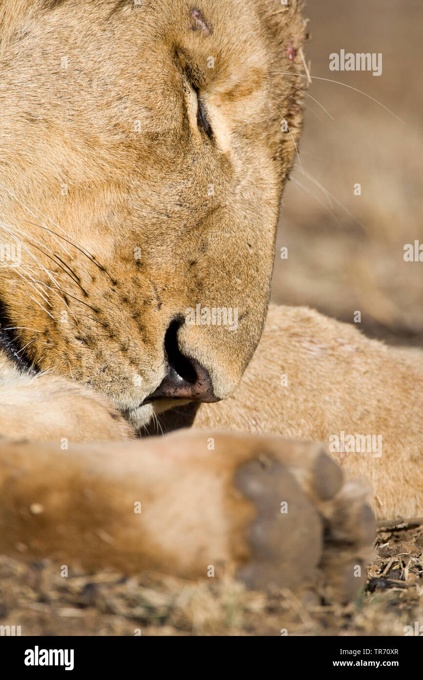 Löwe (Panthera leo), dösen, Südafrika, Krüger National Park Stockfoto