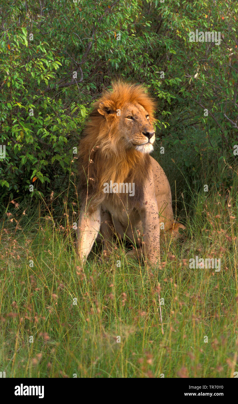 Löwe (Panthera leo), auf Gras, Kenia, Masai Mara National Park Stockfoto