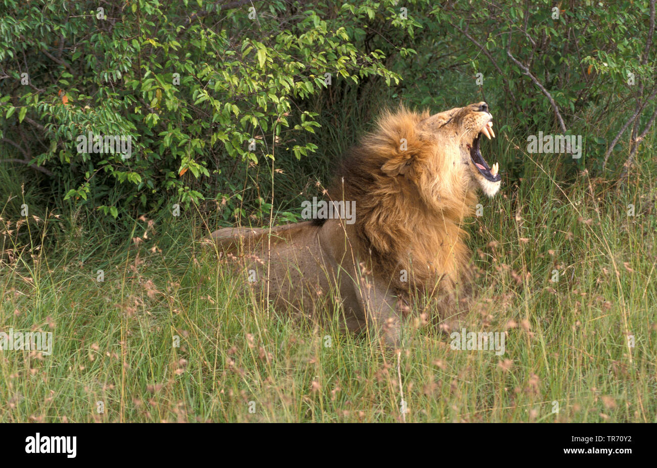 Löwe (Panthera leo), Brüllen, Kenia, Masai Mara National Park Stockfoto