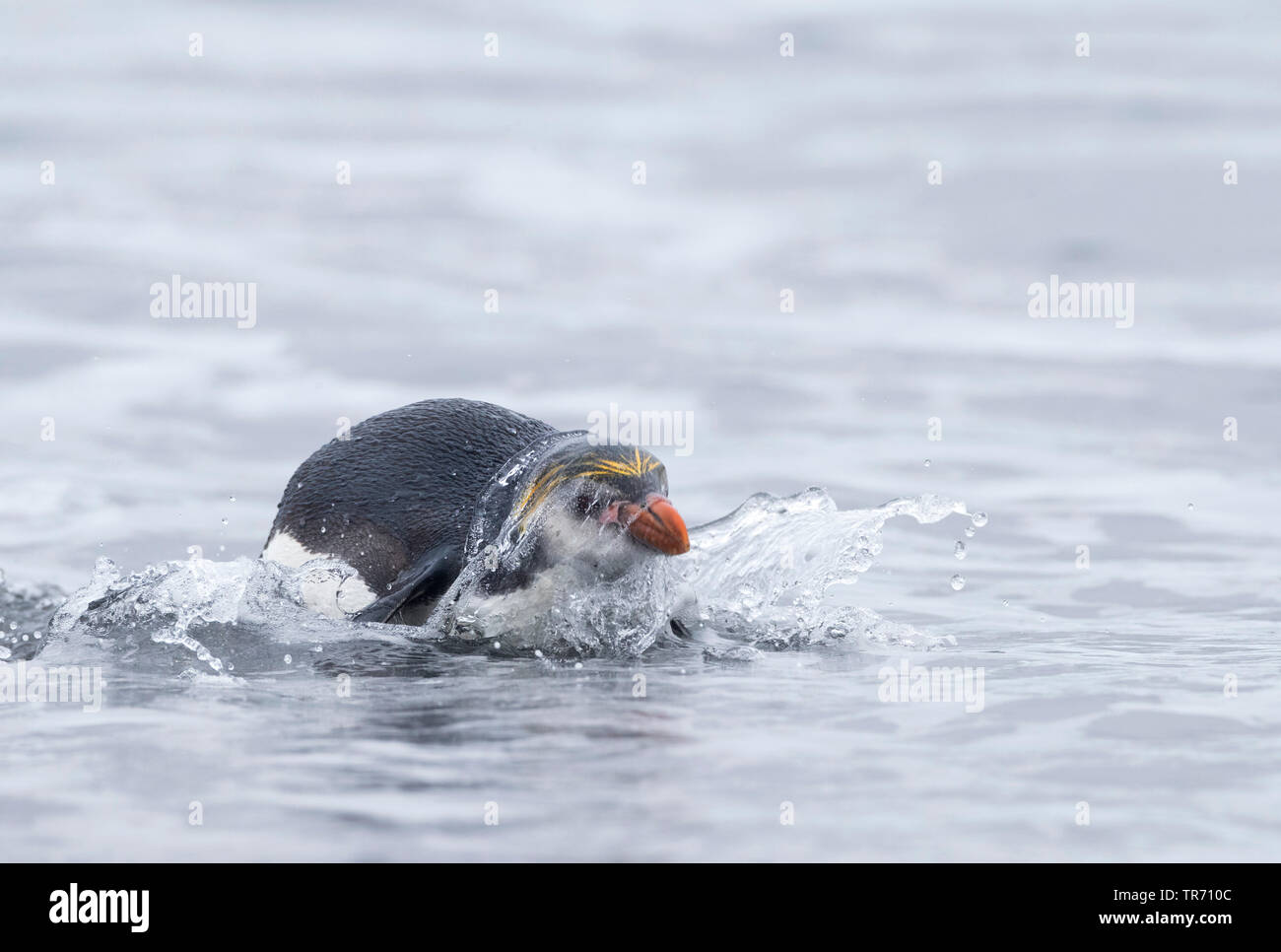 Royal penguin (Eudyptes schlegeli), Schwimmen, Australien, Macquarie island Stockfoto