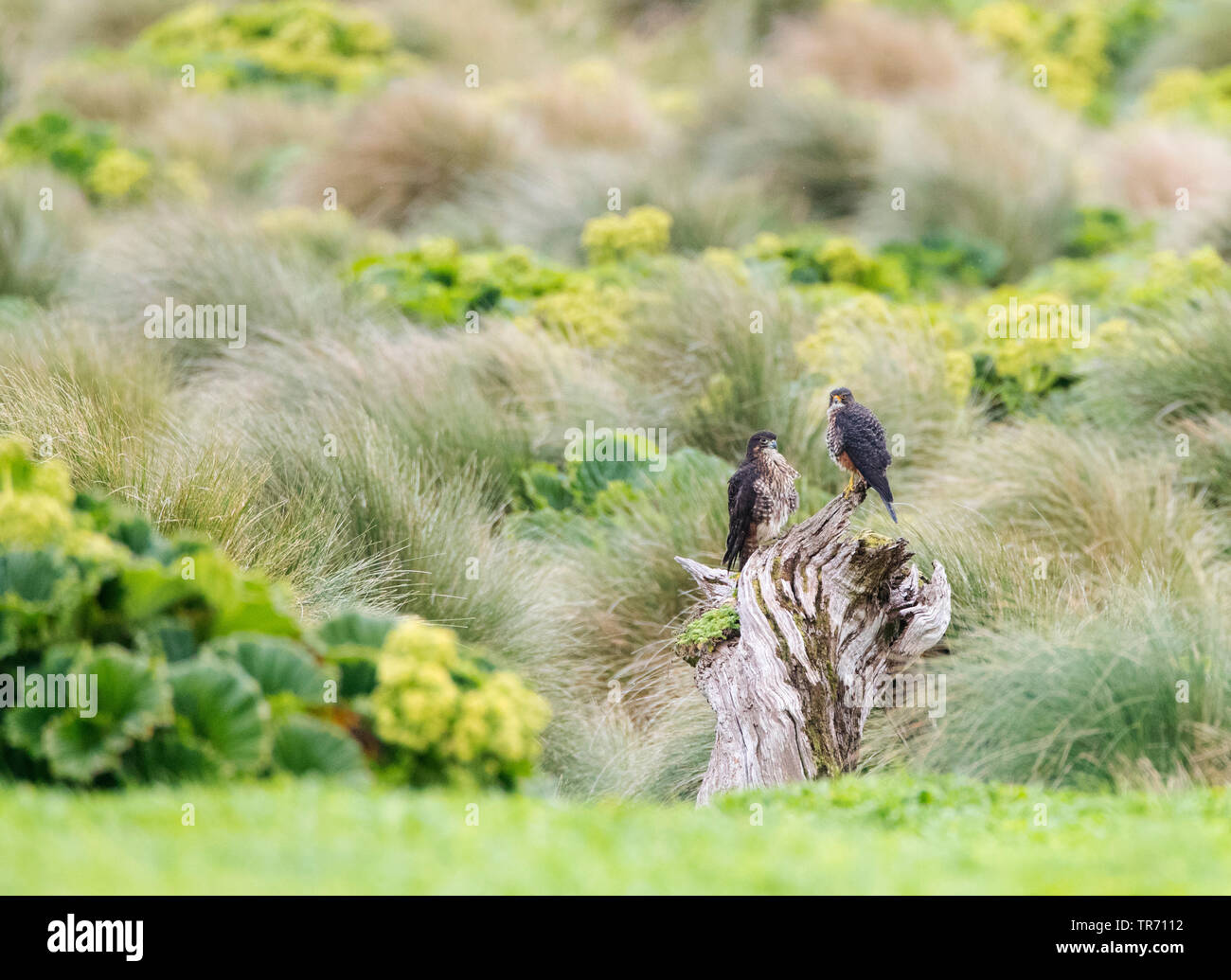 Neuseeland Falcon (Falco novaeseelandiae Falco novaezeelandiae), zwei Neuseeland Falken sitzen auf einem Baumstumpf, Neuseeland, Auckland Islands, Enderby Insel Stockfoto