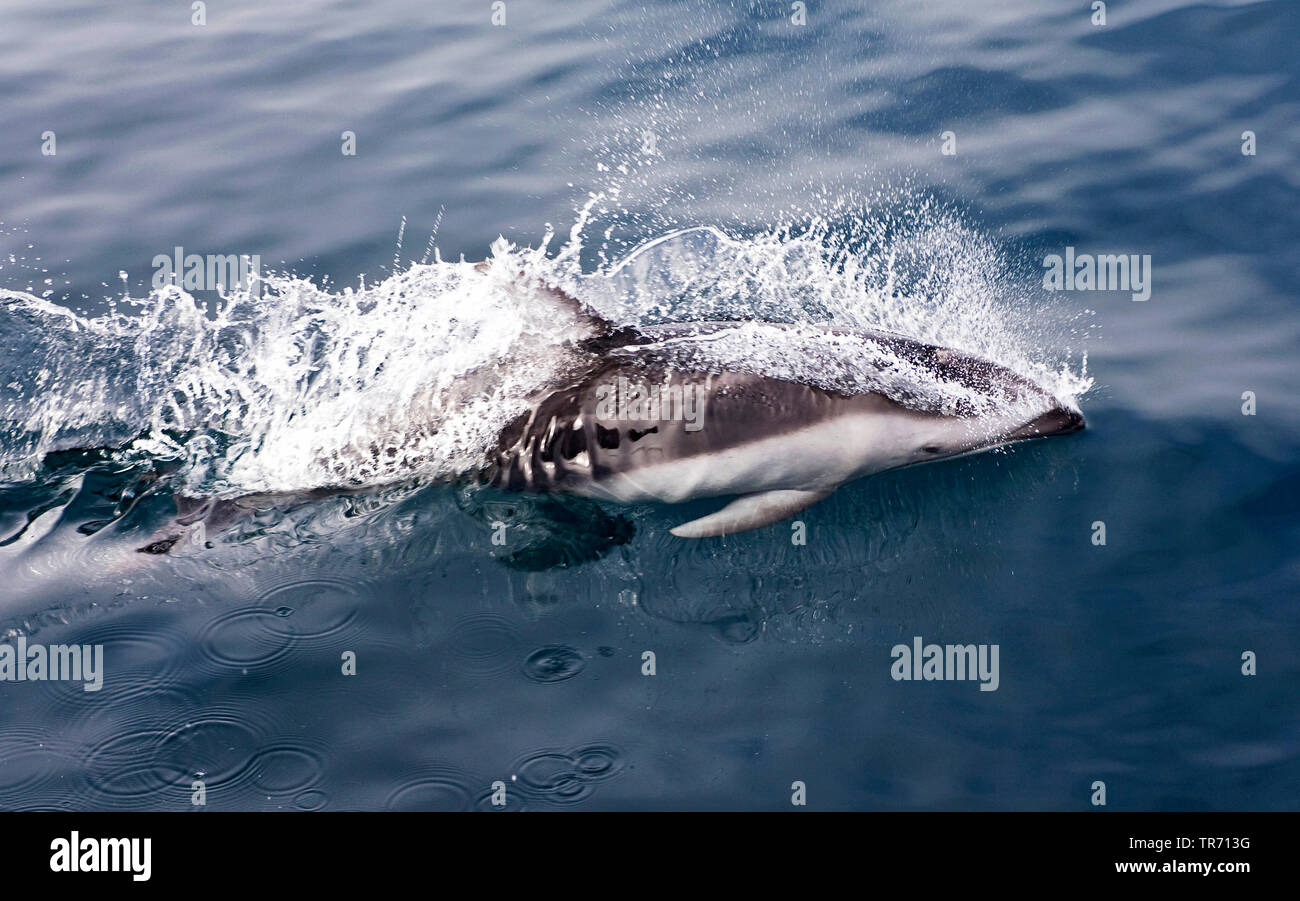Weißstreifendelfin (Lagenorhynchus obliquidens), USA Stockfoto