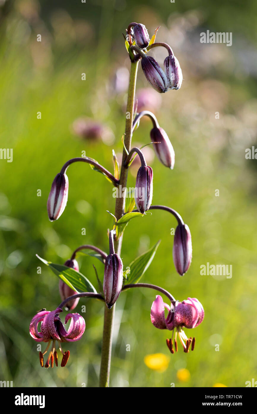 Martagon Lily, die lila Turk cap Lilie (Lilium martagon), Blütenstand, Österreich Stockfoto