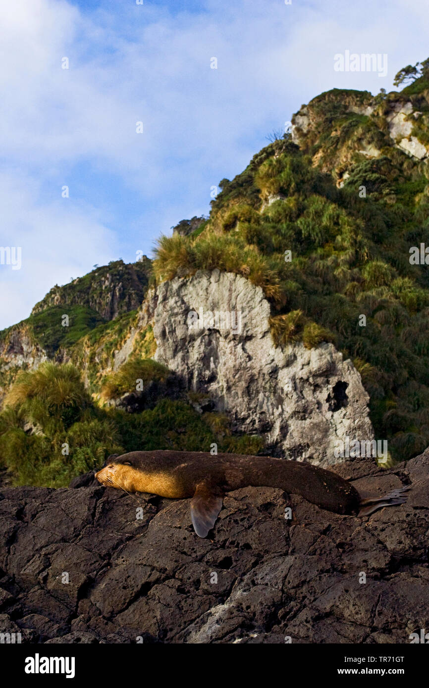 Subantarktische Fell Dichtung (Arctocephalus tropicalis), Schlafen, Tristan da Cunha, die Gough Stockfoto