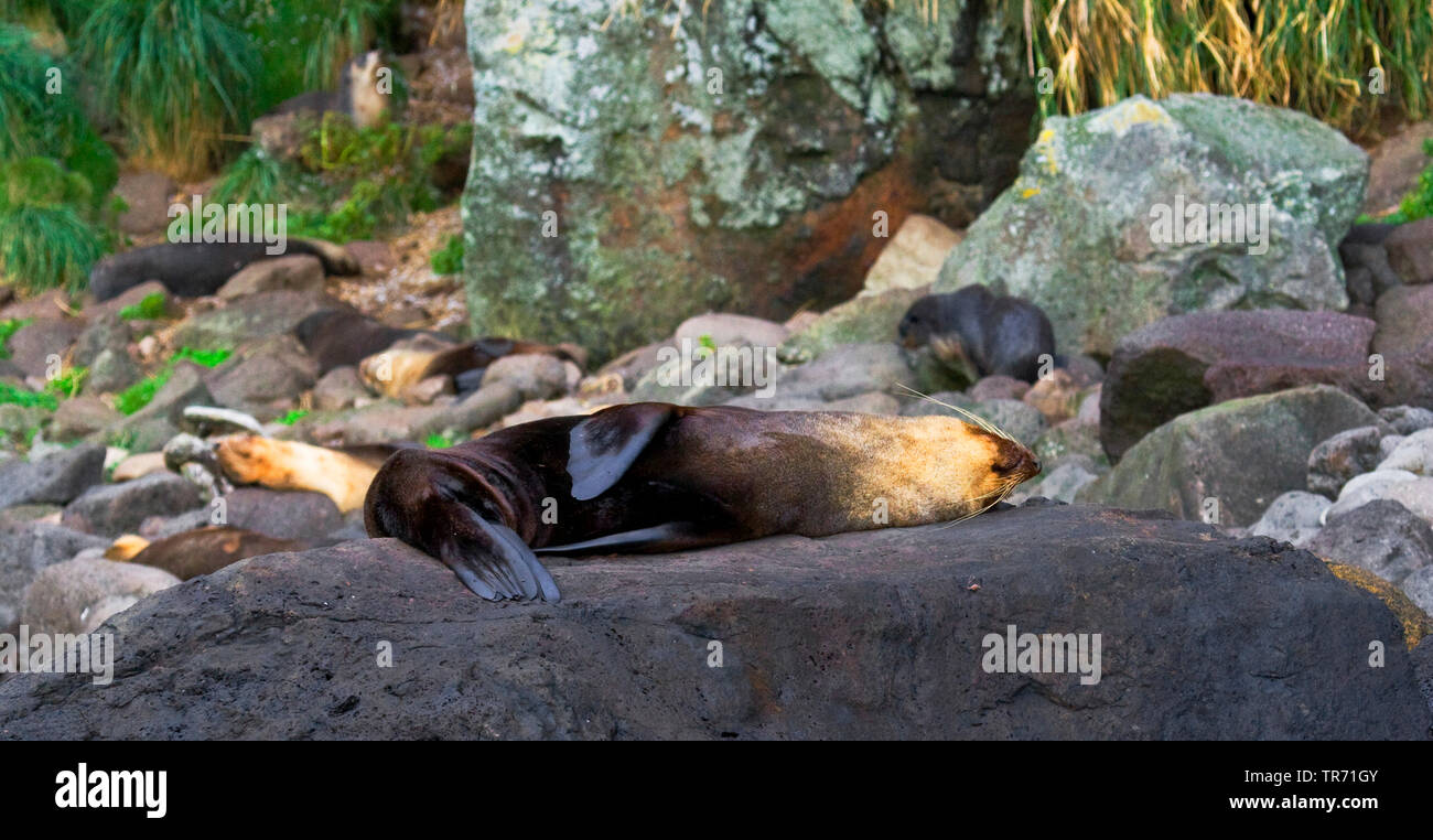Subantarktische Fell Dichtung (Arctocephalus tropicalis), Schlafen, Tristan da Cunha, die Gough Stockfoto