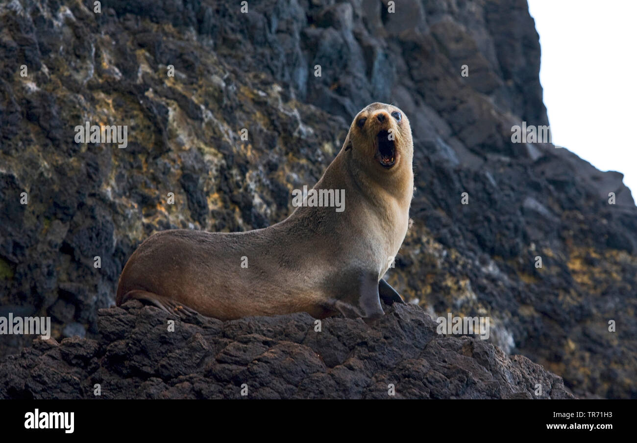 Subantarktische Fell Dichtung (Arctocephalus tropicalis), Gähnen, Tristan da Cunha, die Gough Stockfoto