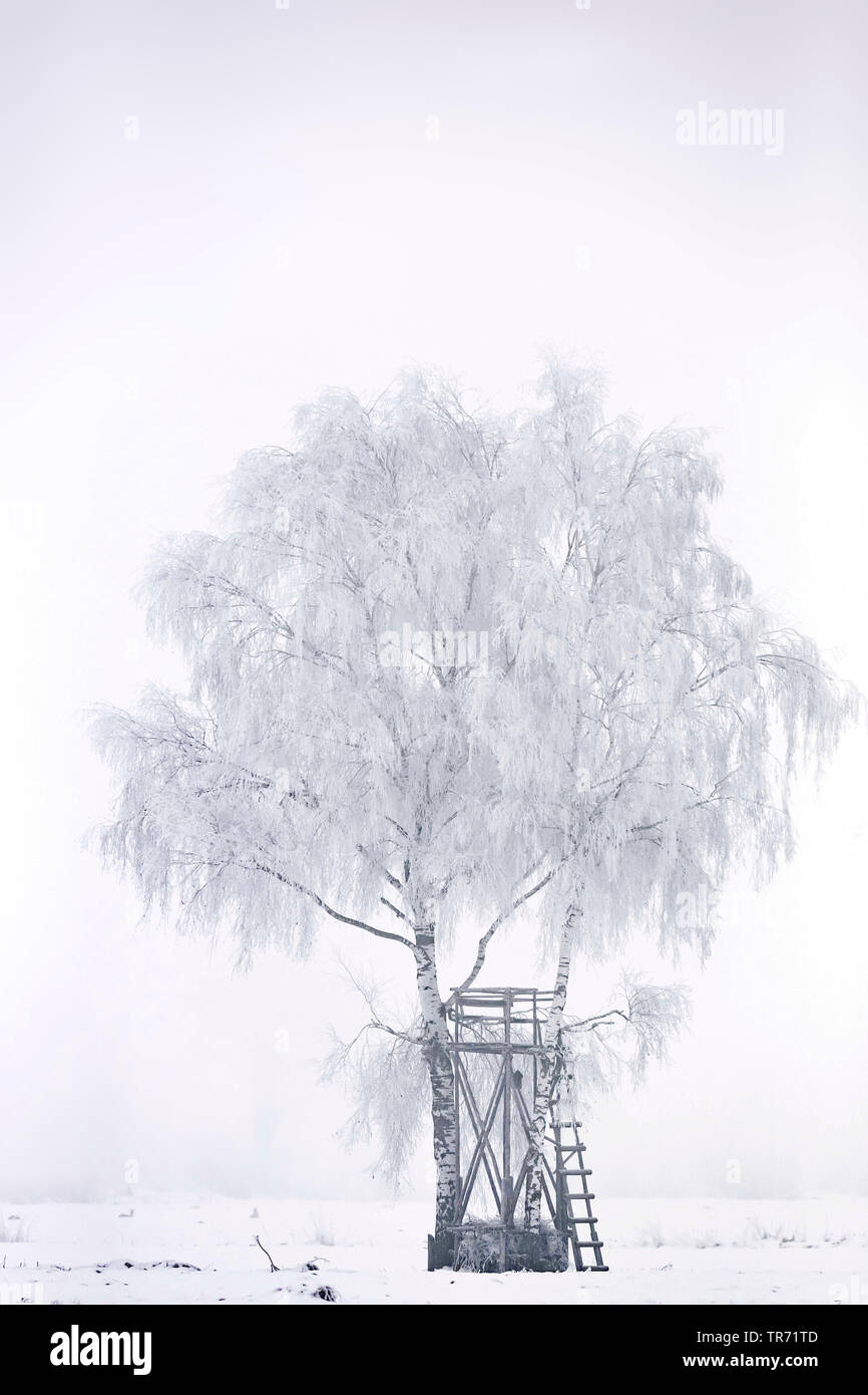 Gemeinsame Birke, Silver Birch, weiße Birke, Birke (Betula pendula, Betula Alba), mit erhöhtem im Winter verstecken, Deutschland, Bayern Stockfoto