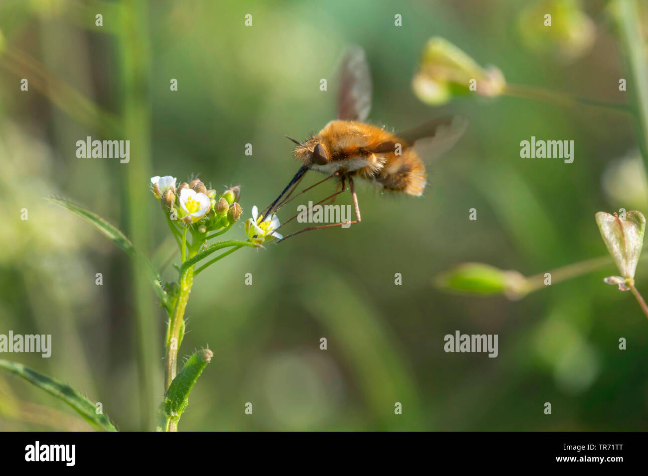 Große Biene-fly (Bombylius major), Nektar saugen an einem kreuzblütler, Deutschland, Bayern Stockfoto