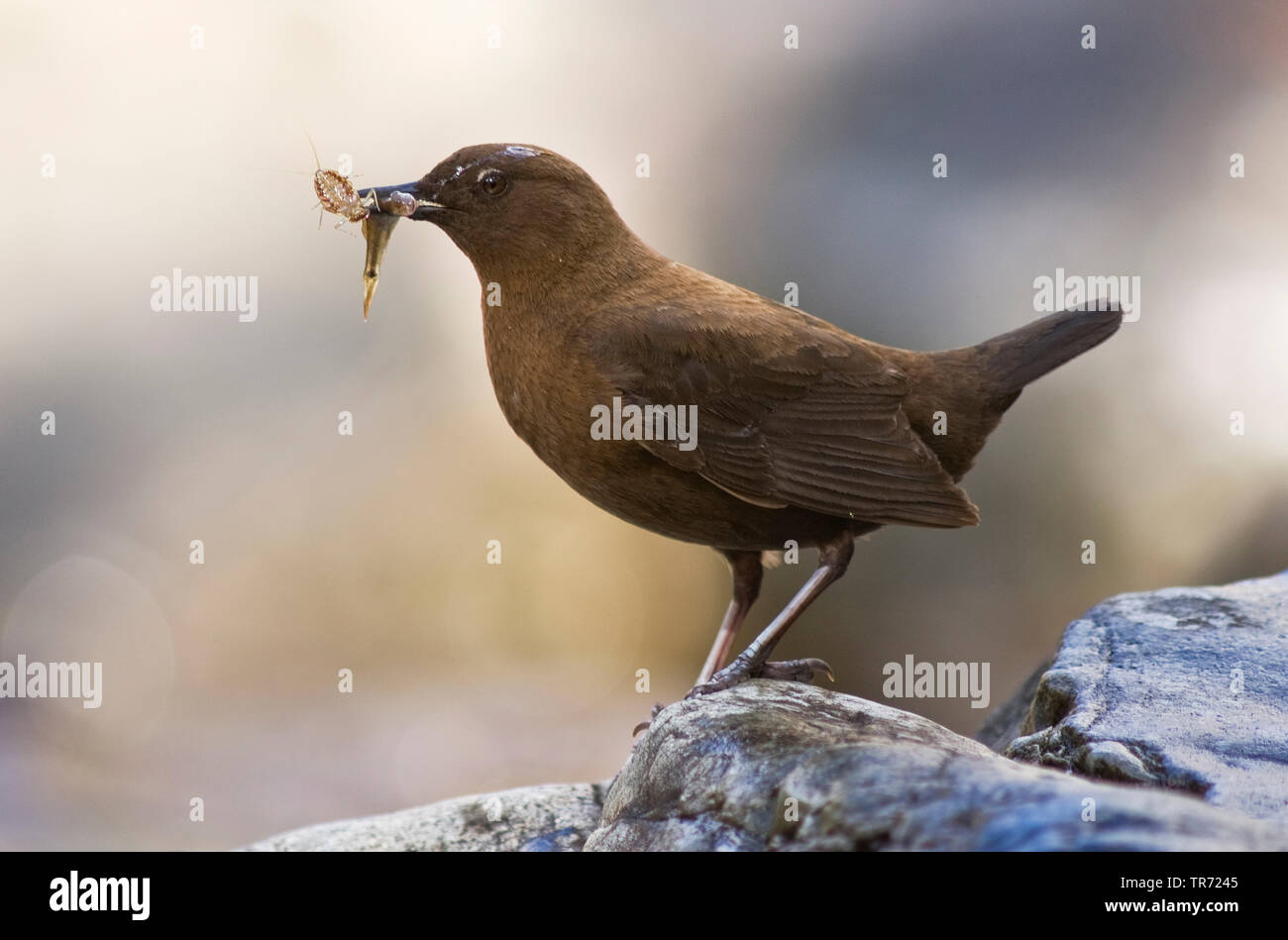 Braun Pendelarm (Cinclus pallasii), thront auf einem Felsen mit Nahrung im Schnabel, Asien Stockfoto