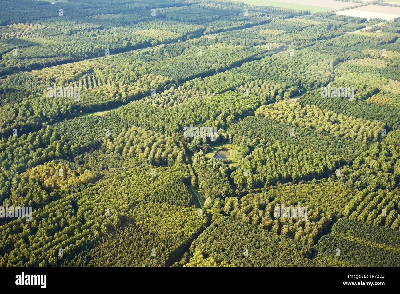 Hollandse Hout, Luftbild, Niederlande, Flevopolder Stockfoto