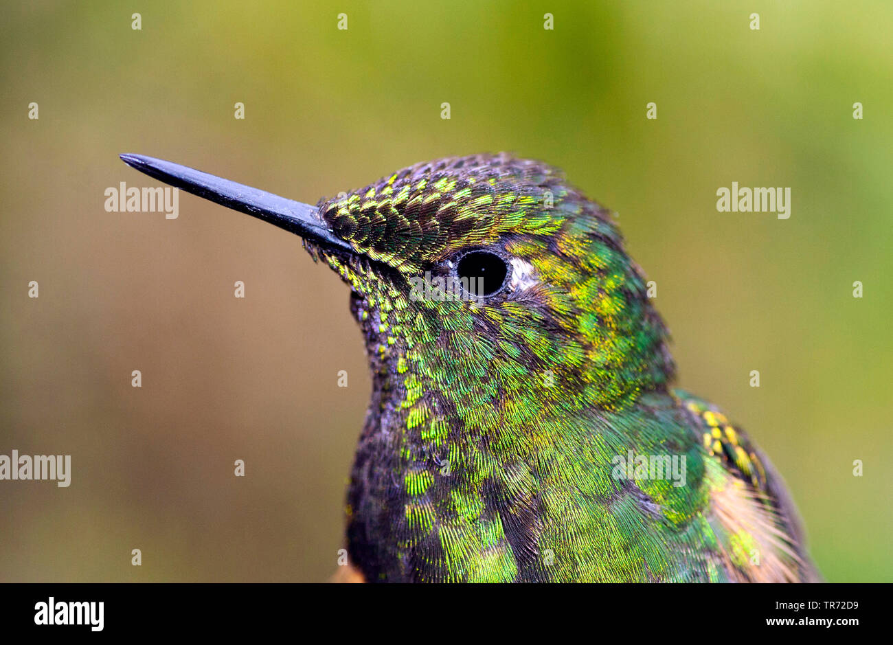 Buff-tailed Coronet (Boissonneaua flavescens), Portrait, Kolumbien, Rio Blanco, Manizales Stockfoto