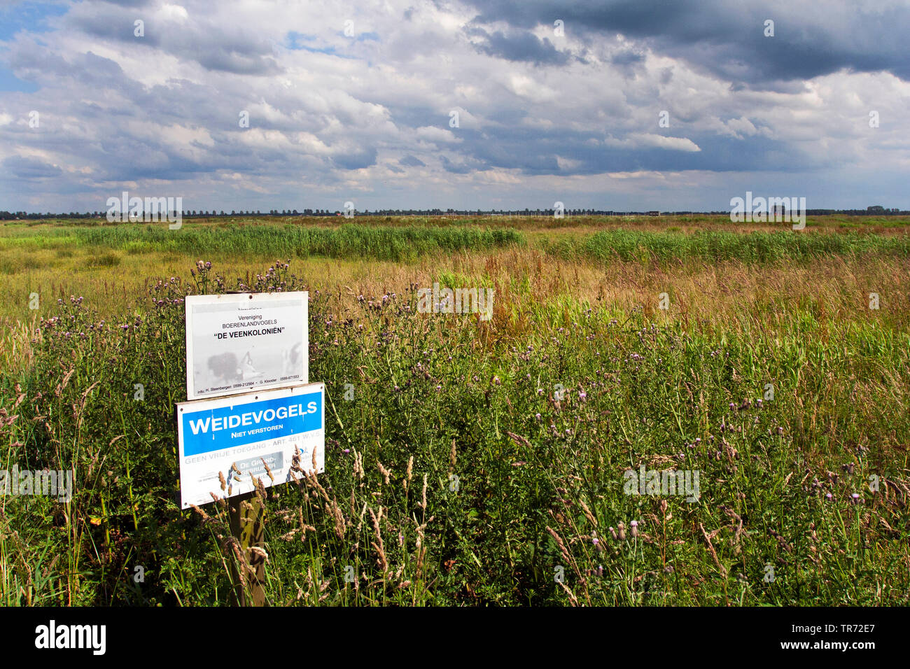 Naturschutzgebiet Veenkolonien, Steenbergen, Niederlande, Drenthe Stockfoto