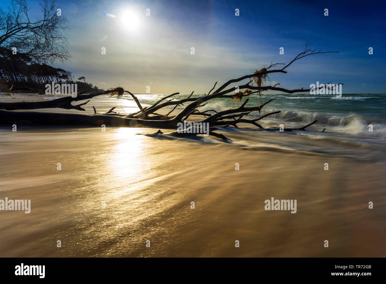 Gefallenen Baum an der Ostseeküste bei niedrigen Sun, Deutschland, Mecklenburg-Vorpommern, Weststrand am Darss, Prerow Stockfoto