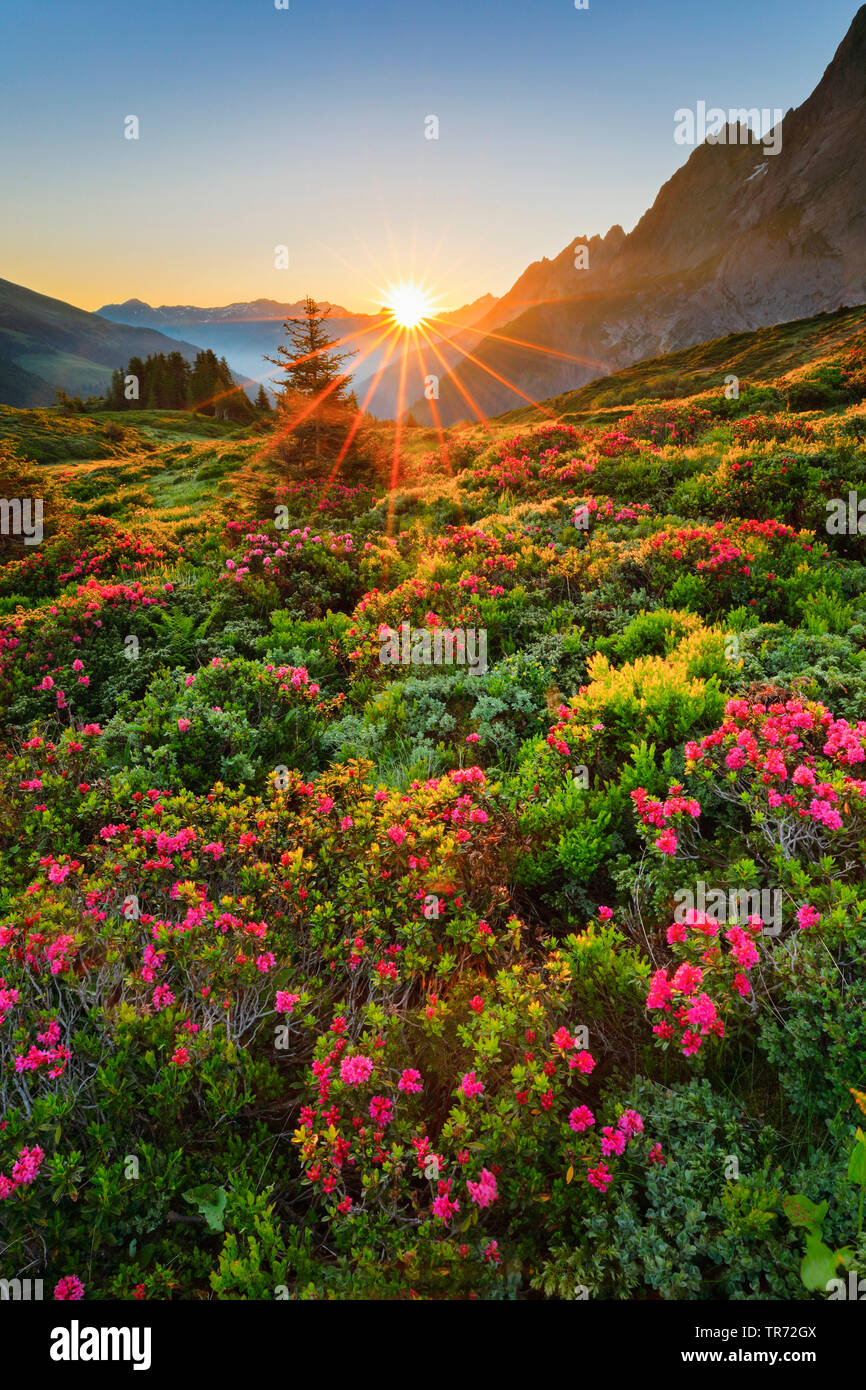 Chalberboden mit Alpenrosen bei Sonnenaufgang, Schweiz, Berner Alpen Stockfoto