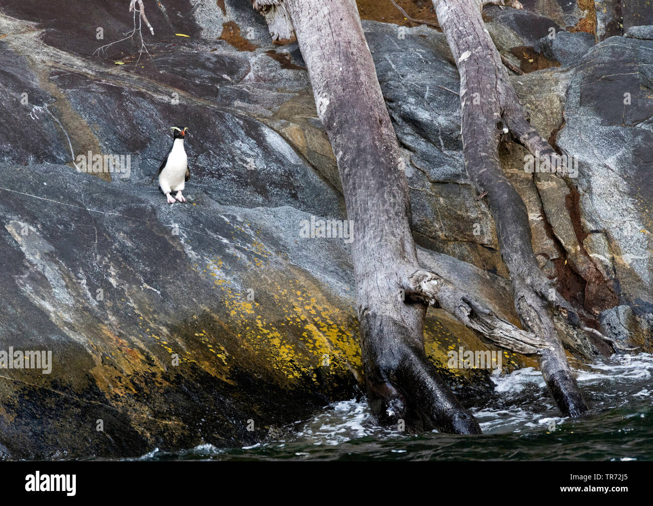 Victoria penguin (Eudyptes pachyrhynchus), stehend auf einem felsigen Ufer im Milford Sound, Neuseeland, Südinsel, Milford Sound Stockfoto