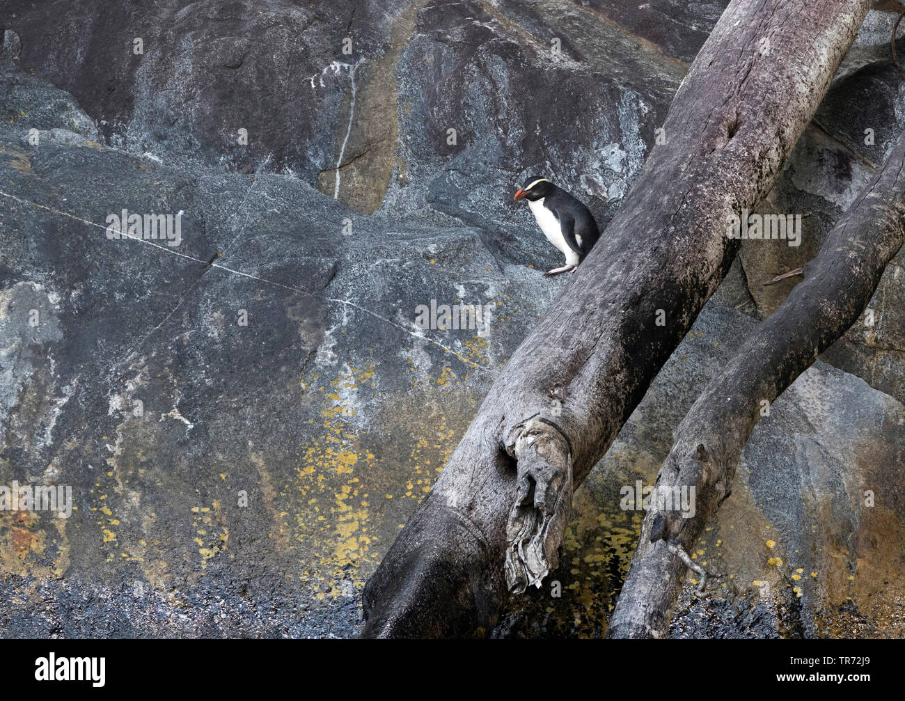 Victoria penguin (Eudyptes pachyrhynchus), stehend auf einem felsigen Ufer im Milford Sound, Neuseeland, Südinsel, Milford Sound Stockfoto