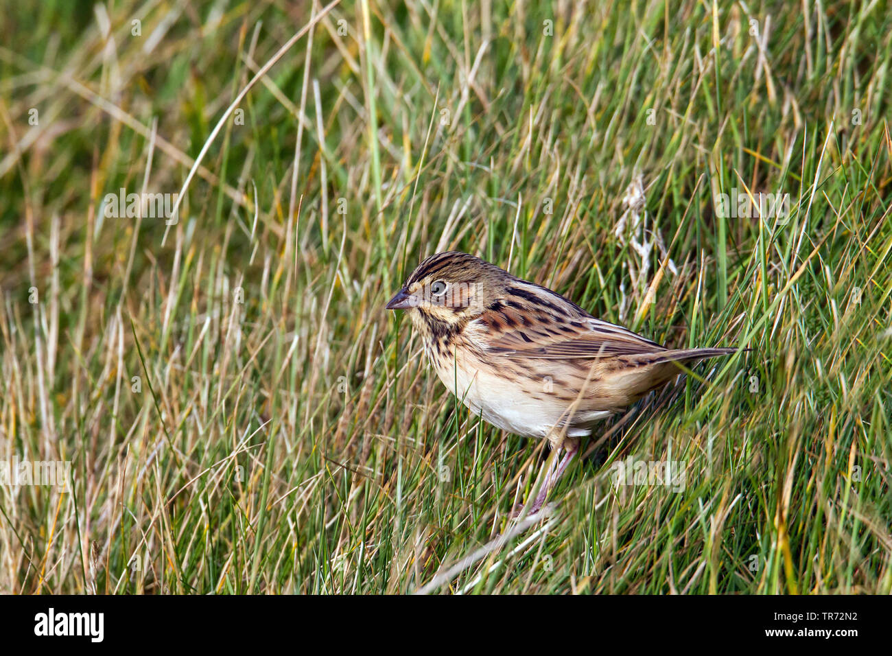 Grau - hooded Bunting (Emberiza fucata), selten Migrant, Vereinigtes Königreich, Schottland, Shetland Inseln, Fair Isle Stockfoto