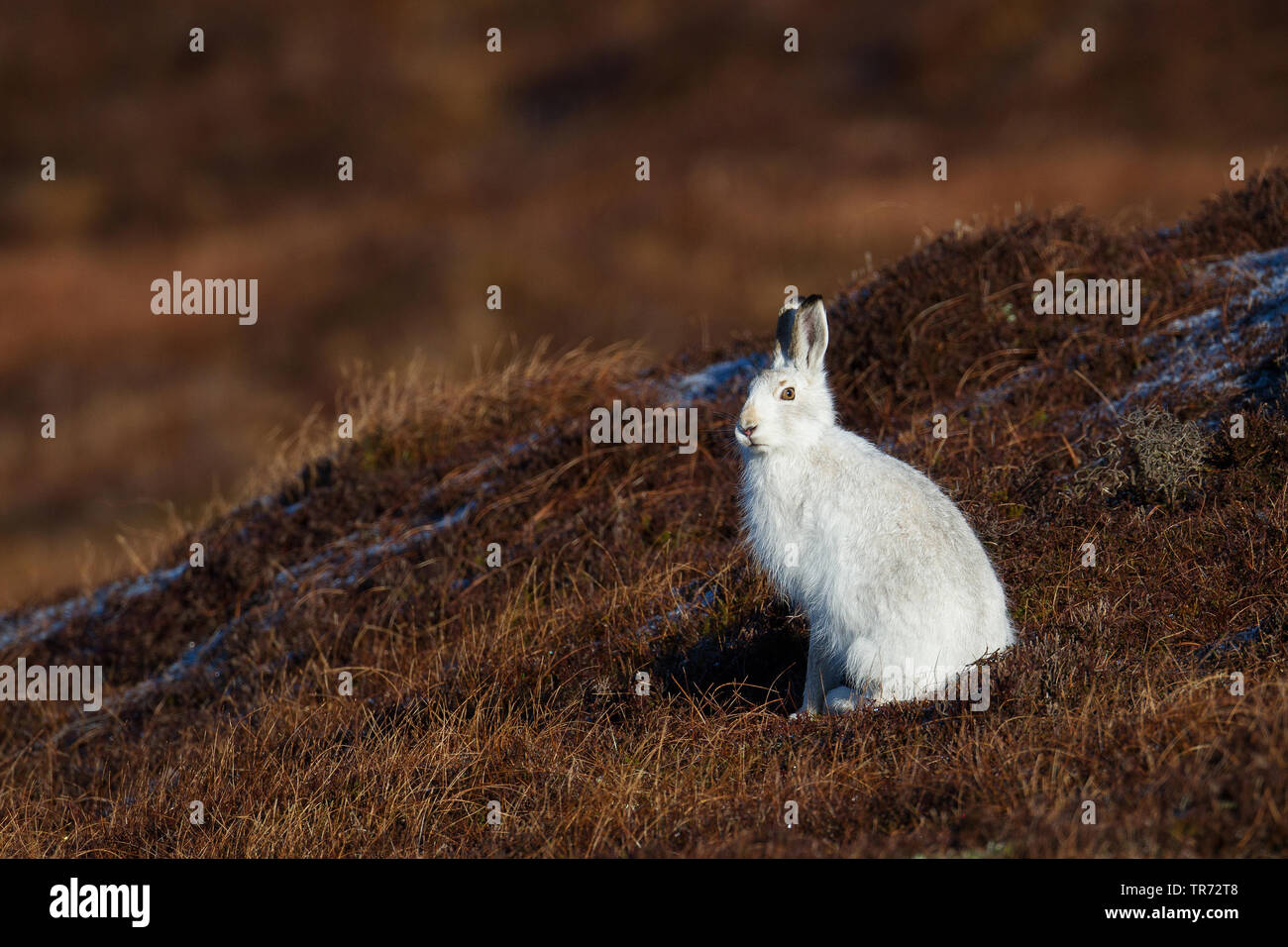 Blauer Hase, Hase, weissen Hasen, eurasischen Arktis Hase (Lepus timidus), mit Winter Fell, Großbritannien, Schottland, Highlands Stockfoto