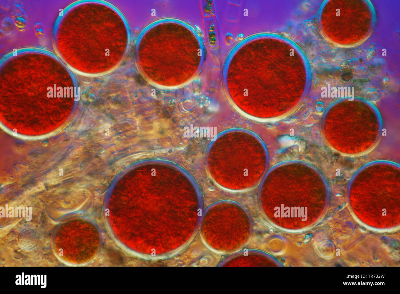 Mikroalgen (Haematococcus pluvialis), Makroaufnahme mit Differential Interferenz Kontrast Mikroskopie, Deutschland Stockfoto