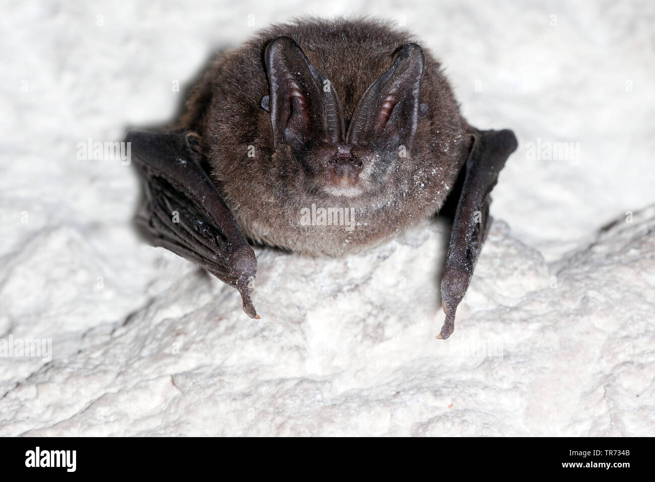 Western barbastelle (Barbastella barbastellus), unter einer Decke hängende, Frankreich Stockfoto