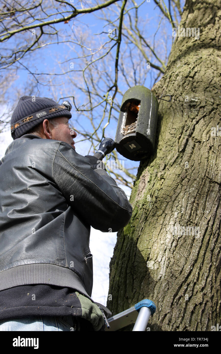 Bat-Forscher, die in einem batbox auf einem Baum, Niederlande Stockfoto