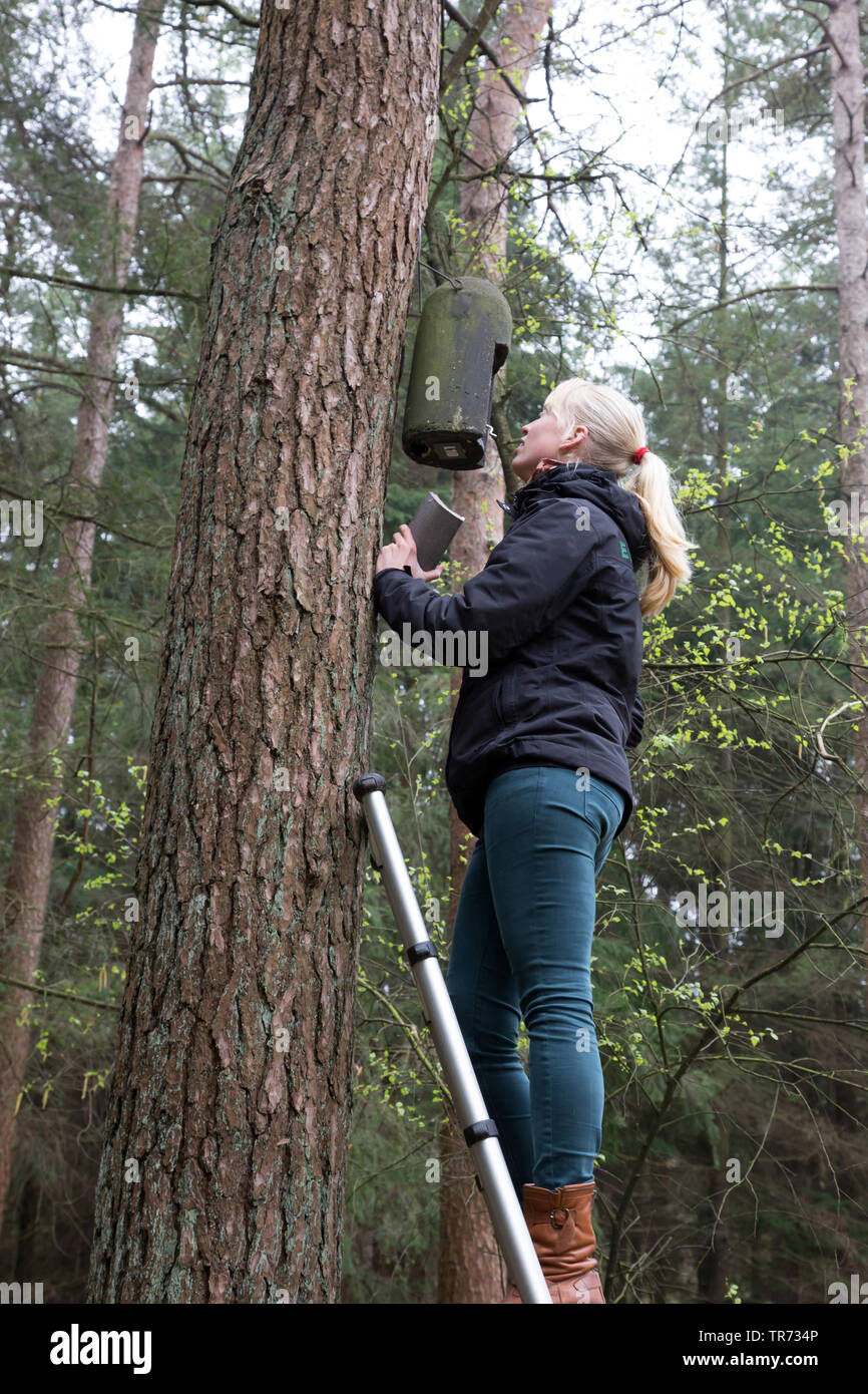 Weibliche bat Forscher ist die Kontrolle einer batbox auf einem Baum, Niederlande Stockfoto