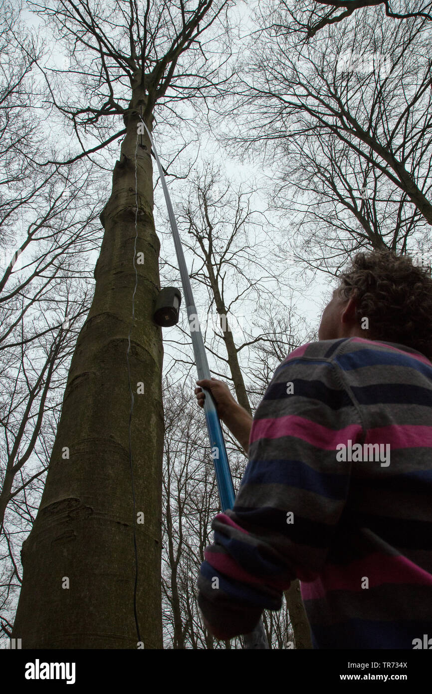 Bat-Forscher mit treecamera, Niederlande Stockfoto