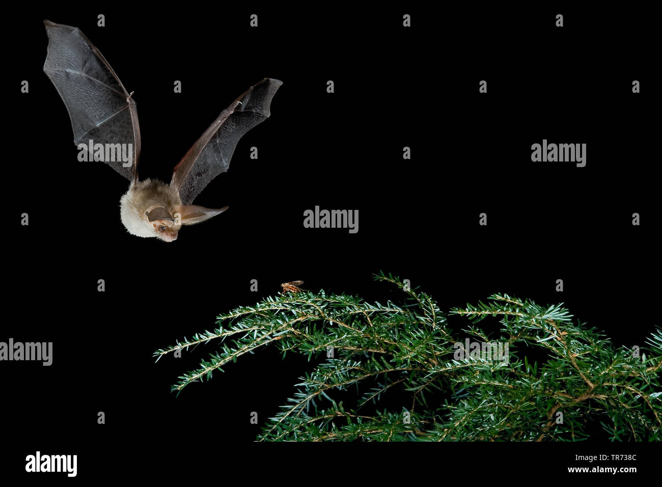 Die Bechstein bat (Myotis bechsteinii), Fliegen bei Nacht, mit dem Ziel, Insekt, Belgien Stockfoto