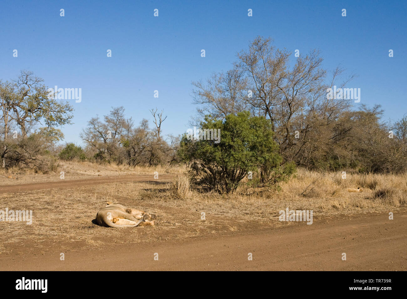 Löwe (Panthera leo), Schlafen, Südafrika, Krüger National Park Stockfoto