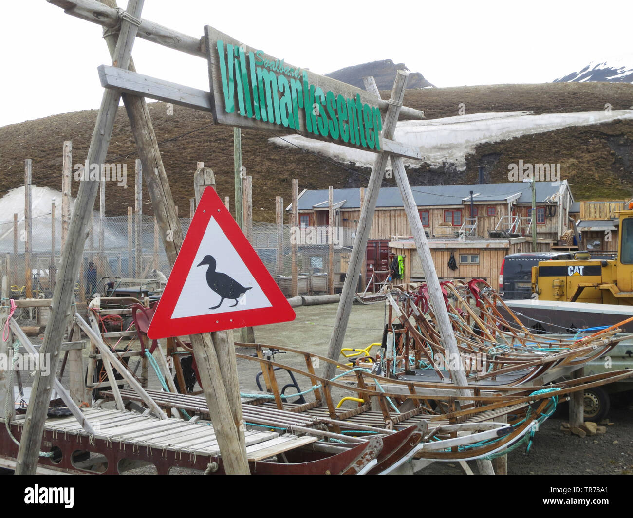 Gemeinsame Eiderente (Somateria Mollissima), Beschilderung mit Ente, Norwegen, Spitzbergen, Longyearbyen Stockfoto