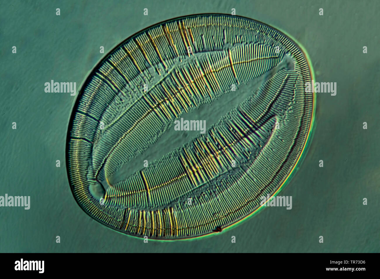Diatomeen (Diatomeae), Scheren Methode Stockfoto