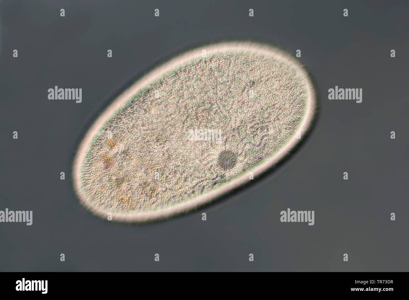 Slipper animalcules (Paramecium spec.), differential Interferenz Kontrast, Deutschland Stockfoto